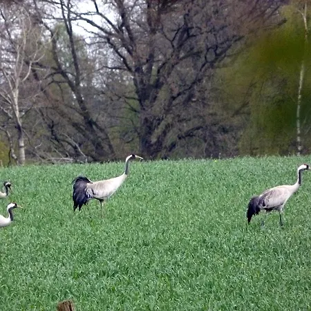 Kroete Nr 5 아파트