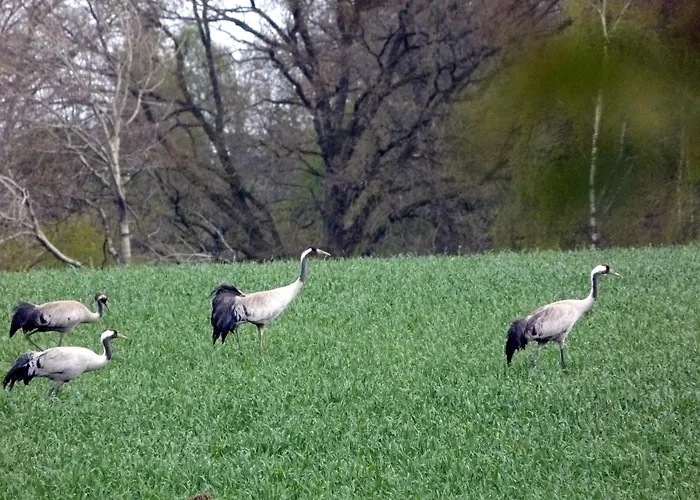 Kroete Nr 5 Appartement